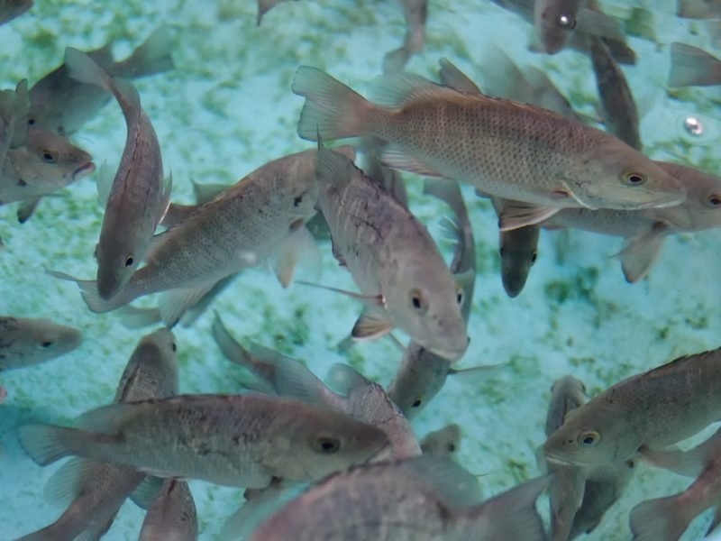 Top 8 Advantages of Fiberglass Tanks for Storing Fish